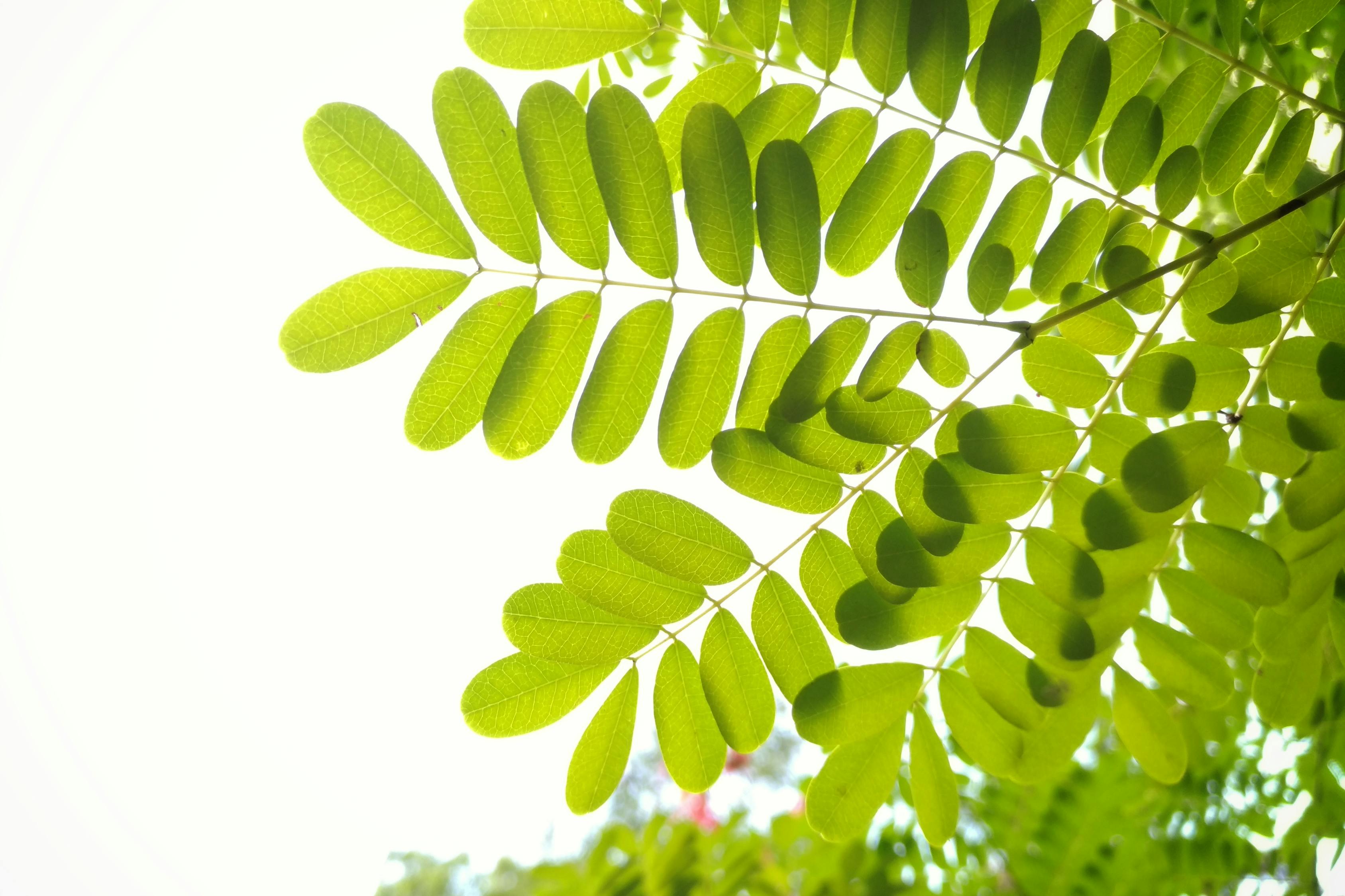 植树节的资料