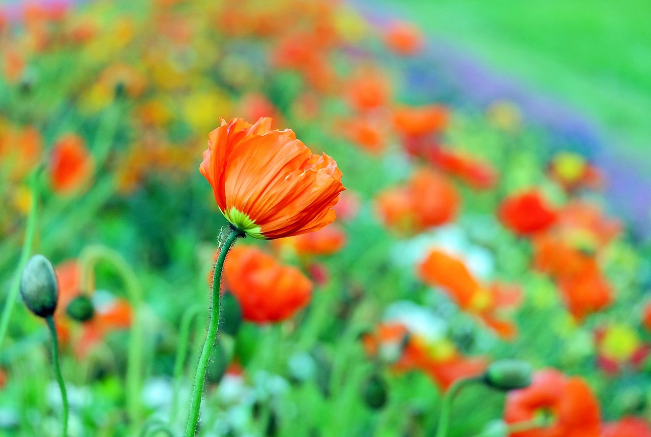 下元节是什么节