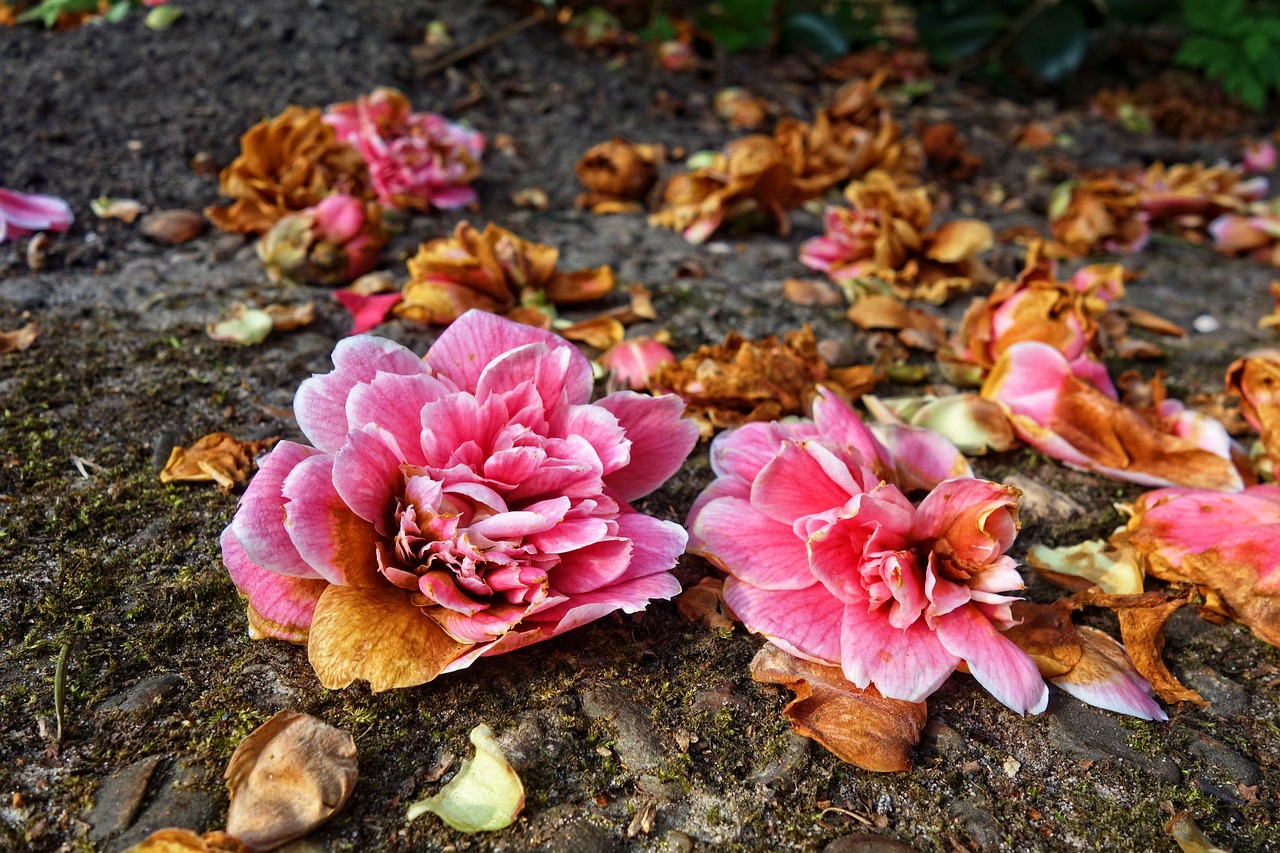 杜鹃花落小小说