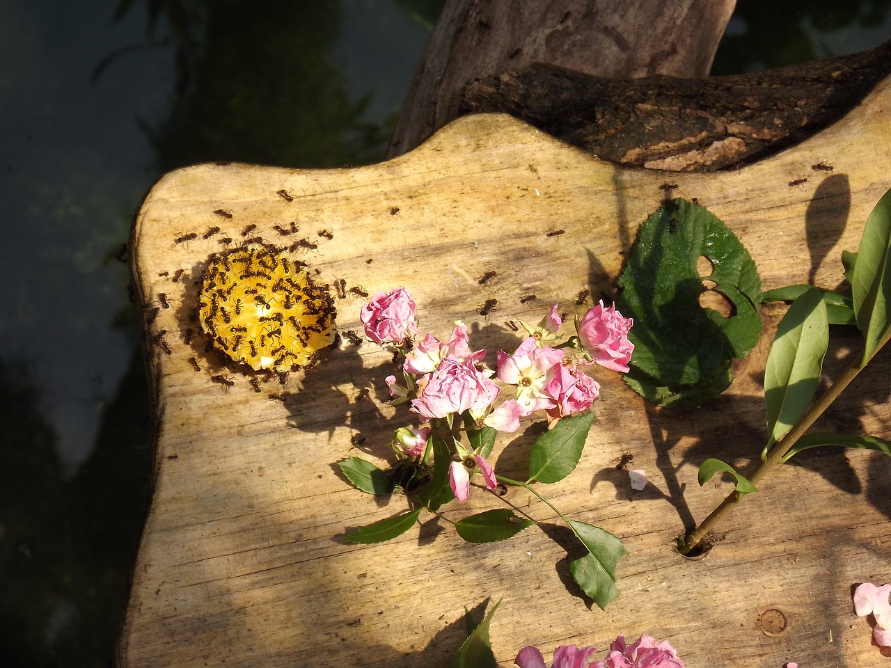 枯草芽孢杆菌，生态农业的守护者