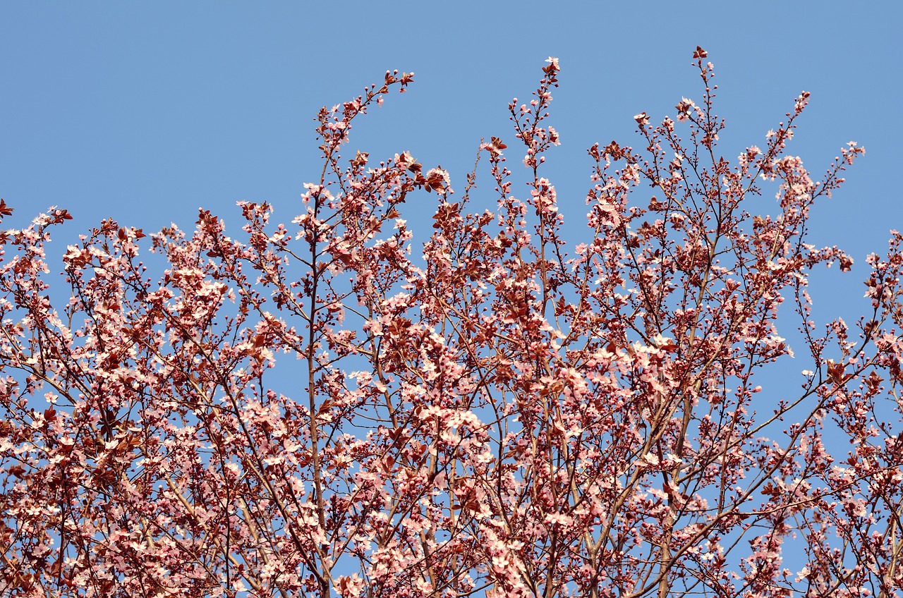 顾村公园樱花节门票