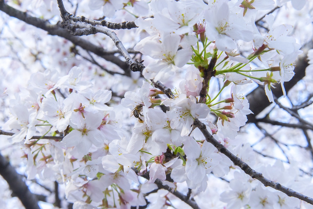 顾村公园樱花节门票