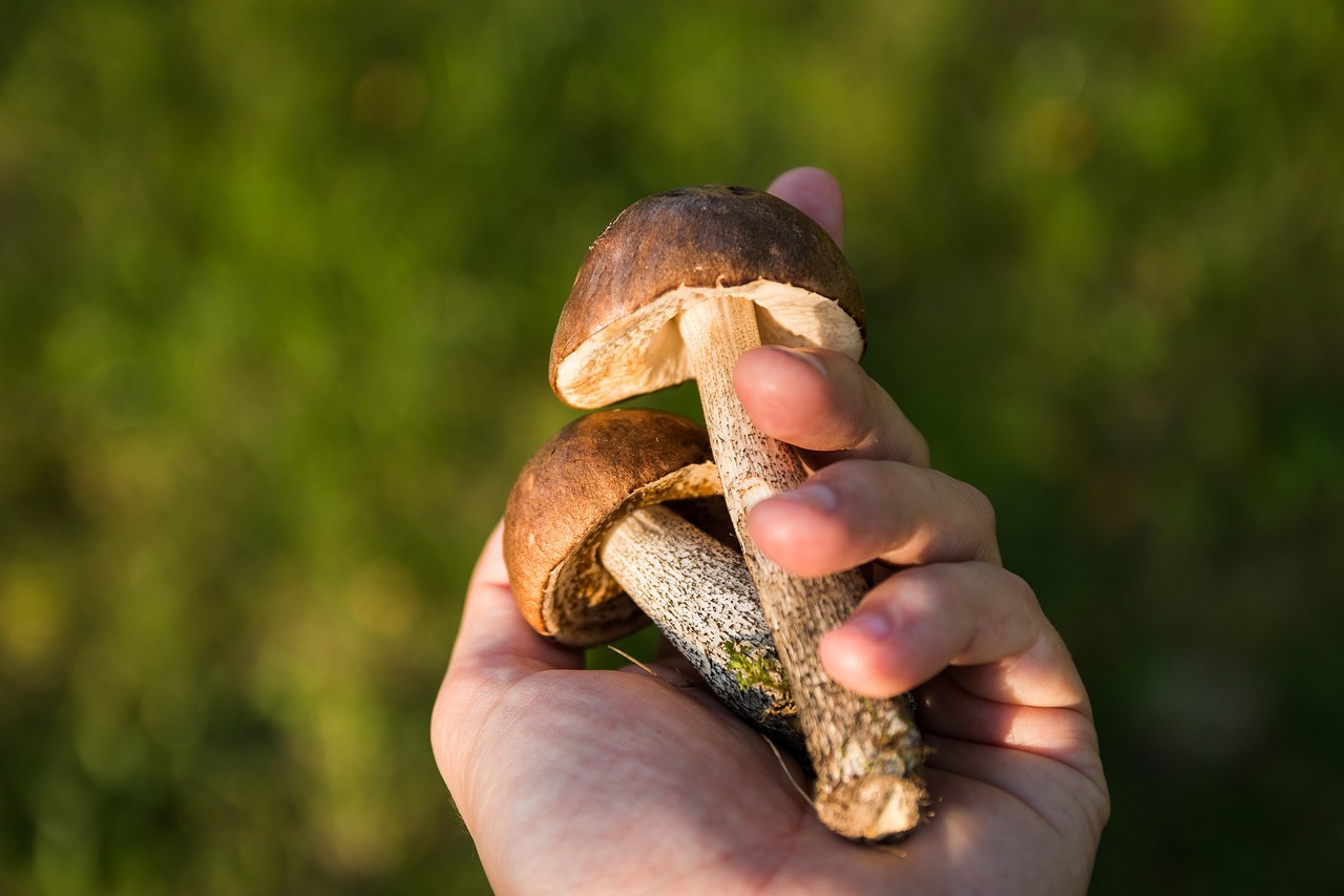 捡红蘑菇煮汤中毒