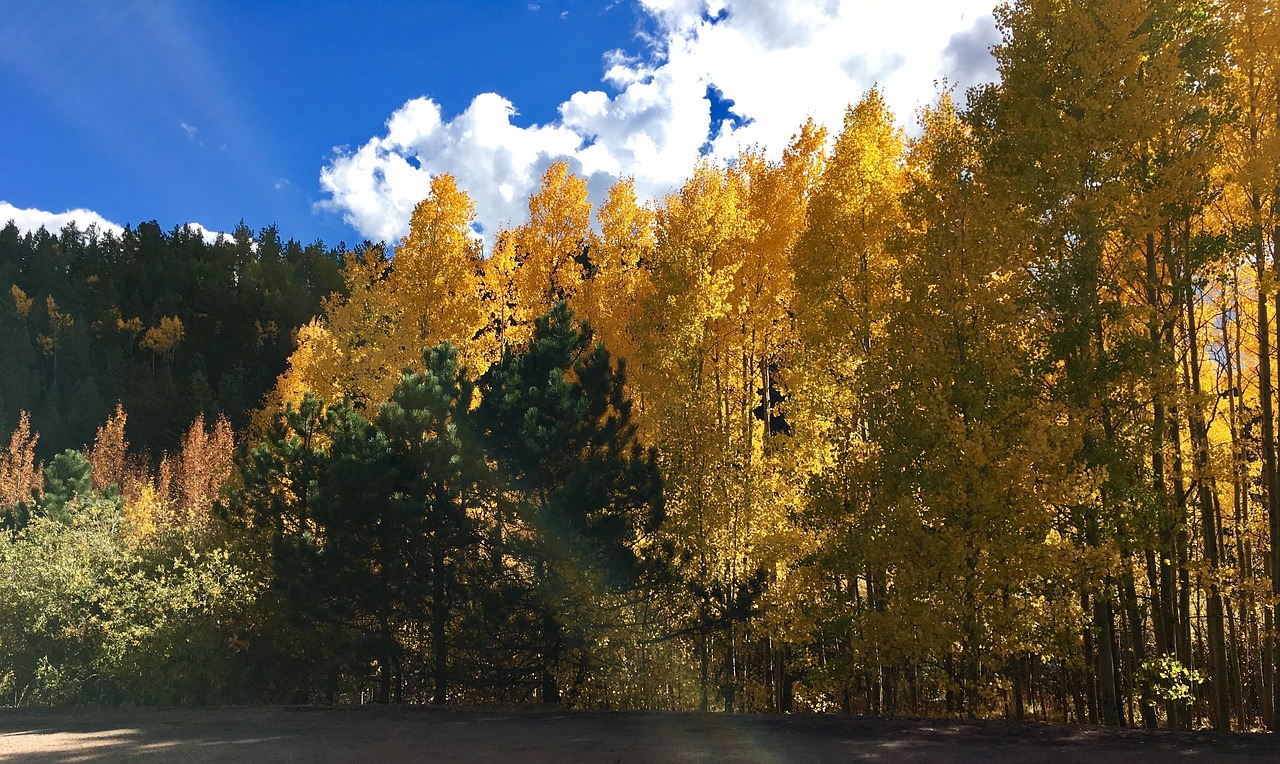 秋天的古诗，一幅幅生动的画卷