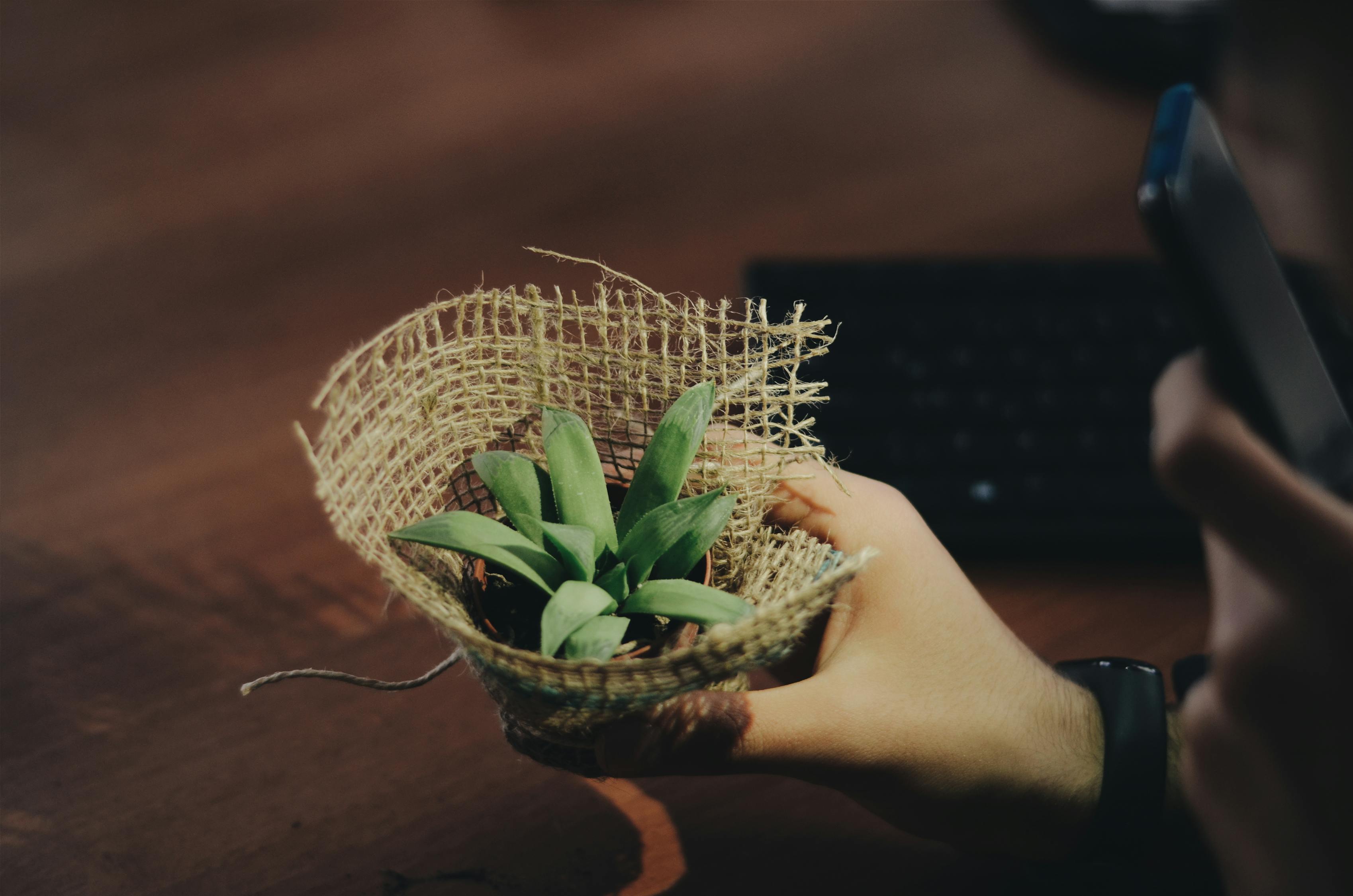 适合室内养的植物